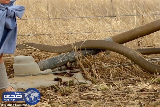 أسترالية تروي عن جلسة تصوير مرعبة لطفلتها ” مولي ” .. فماذا حدث ؟!
