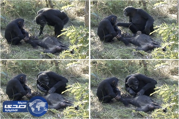 بالفيديو.. أُنثي شمبانزي تٌنظف اسنان ابنها المتوفي