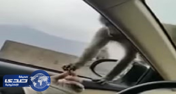 بالفيديو.. مواطن يحاول الإمساك بأحد القرود في الطائف