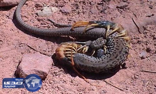 بالفيديو.. معركة شرسة بين ثٌعبان وأم أربعة وأربعين.. والنتيجة غير متوقعة!