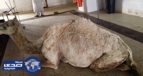 عامل «ملحمة» يفاوض لشراء جمل مريض وأمانة الرياض تغلقها