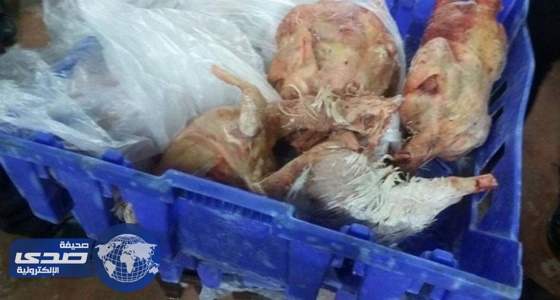ضبط 118دجاجة تالفة بمطعم بنجران