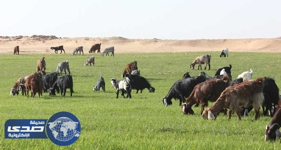 البيئة ترفع حظر استيراد الأبقار والماعز والضأن من إثيوبيا