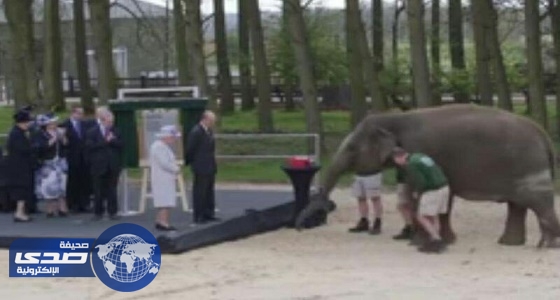 بالفيديو .. سعادة غامرة بين قطيع من الفيلة أطعمت إحداهم ملكة بريطانيا