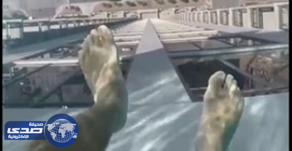 بالفيديو.. حمام سباحة على أرتفاع 152متراً يُثير ضجة علي الفيسبوك