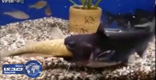 بالفيديو.. تضاعف حجم سمكة عقب أبتلاع أخرى