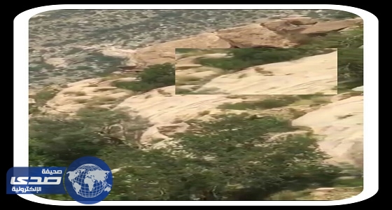 ‏مواطن يوثق غزلان جبلية بجبال تنومة
