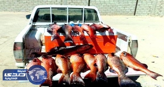 ضبط 13 مركبًا وسيارة تحمل أسماكًا محظور صيدها في جازان