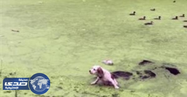 بالفيديو.. مفاجأة صادمة لكلب أثناء مهاجمته سرب بط