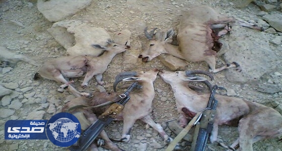 أستاذ جامعى: قتل عناصر البيئة النادرة مخالف لولى الأمر