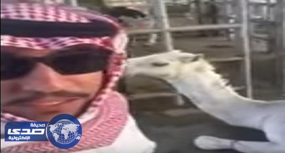 بالفيديو.. مواطن يحتفل بالأوامر الملكية بنحر جمل ويوزعه لله