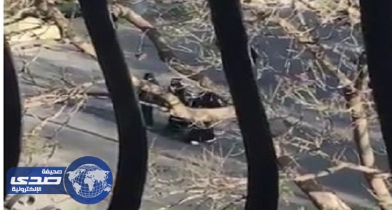 بالفيديو .. هروب فتيات من المدارس في أبها