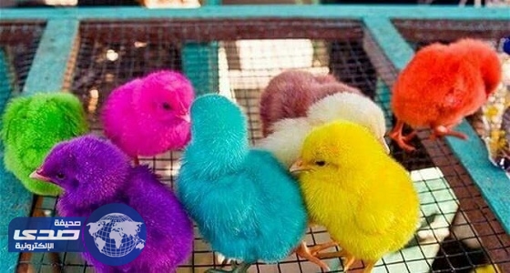 البيئة تؤكد على منع بيع الصيصان الملونة