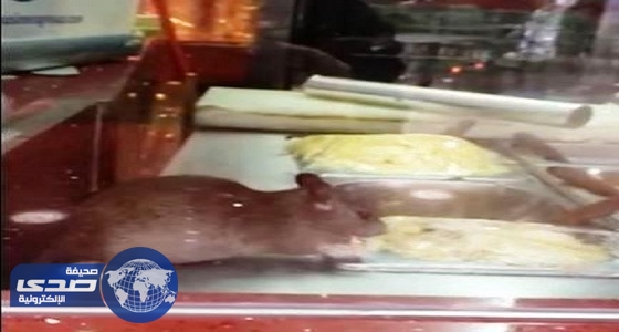 المنطقة الشرقية: فيديو ” فأر المطعم الشهير ” قديم