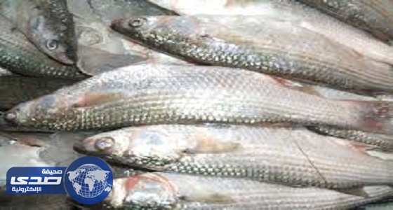 فرض رسوم جديدة على تصديرالأسماك فى مصر