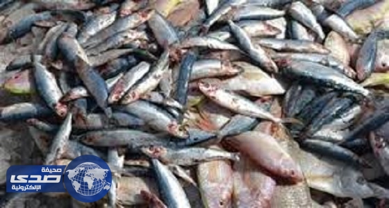 ميناء ضبا يرفض استلام شحنة أسماك مجمدة قادمة من مصر