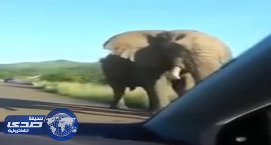 بالفيديو.. «فيل» يحطم سيارة وقائدها بداخلها