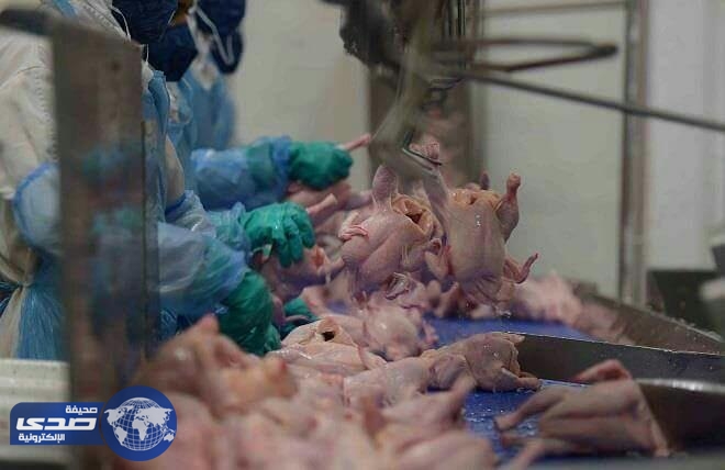 بالصور .. الغذاء والدواء في البرازيل للتأكد من سلامة اللحوم المصدرة للمملكة