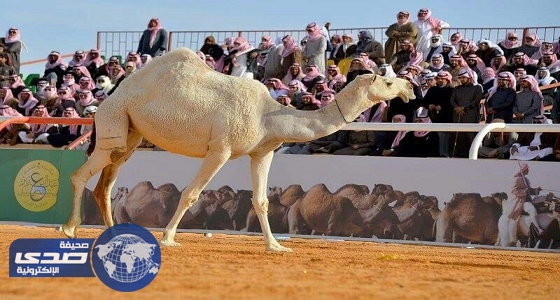 لجنة تحكيم جائزة الملك عبدالعزيز لمزايين الإبل تحكم الوضح في فئة الفردي