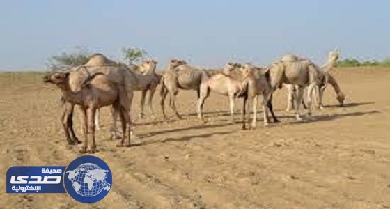 عروس بصبيا تفاجأ بوصية لأمها قبل عشرين عامًا تغير حياتها