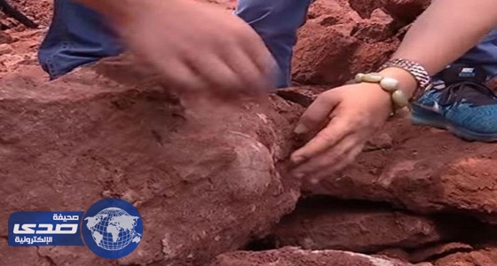 بالفيديو.. العثور على بيض ديناصوري منذ 70 مليون سنة في الصين