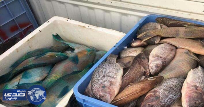 ضبط كمية من الأسماك الفاسدة في سكن عمالة بتبوك