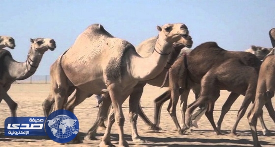 استعراض17 منقية من الإبل فئة 50 في لوني الشقح والحمر بمهرجان المزاين