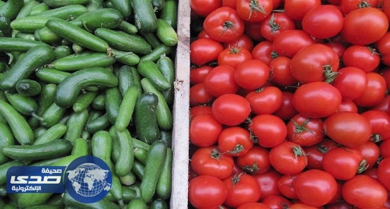 الزراعة تكشف نسبة تلوث الطماطم والخيار في الرياض