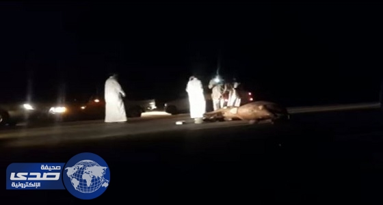 بالفيديو.. تصادم سيارة بإحدى الإبل السائبة بطريق الرياض_ الحوطة الجديد