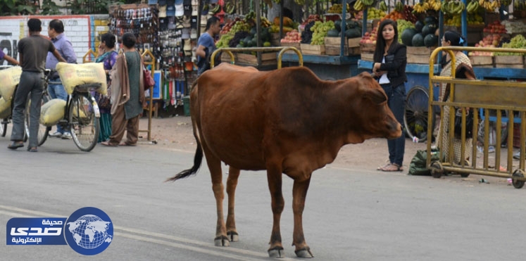 المؤبد لقاتل البقر و10 سنوات لبائع لحومها بالهند