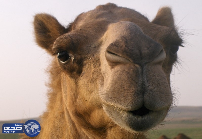 ” جمل ” يكشف تهريب أردني وشٌركاؤه للمخدرات