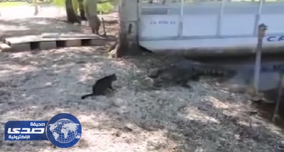 بالفيديو..قطة تٌجبر تمساحين على العودة للبحيرة خوفاً من مخلبها