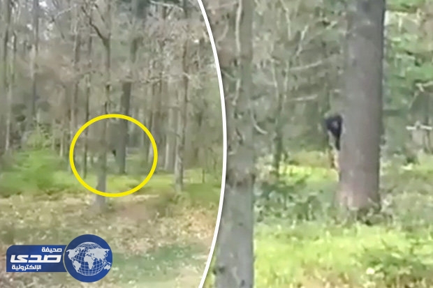 بالفيديو.. ظهور مخلوق ضخم فجأة في غابة بهولندا
