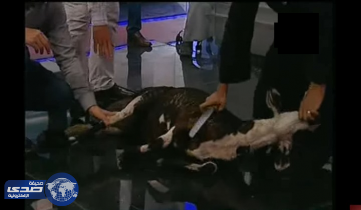 بالفيديو.. ذبح خروف ببرنامج ” حق عرب ” .. والسبب!