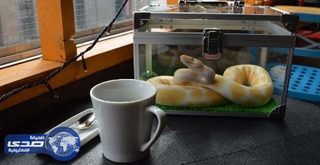 بالفيديو.. ثٌعبان يقتحم مقهي للإنترنت