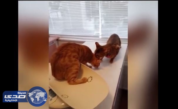 فيديو طريف.. قطة تنقذ أخرى من طبيبة بيطرية