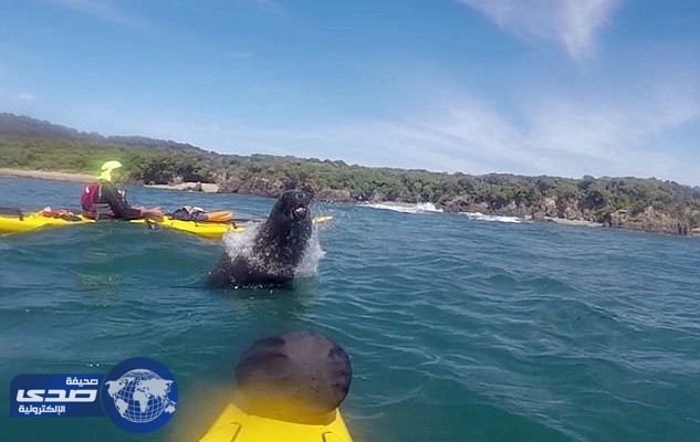 بالفيديو.. لقطة رائعة لكلب البحر يبتسم للكاميرا