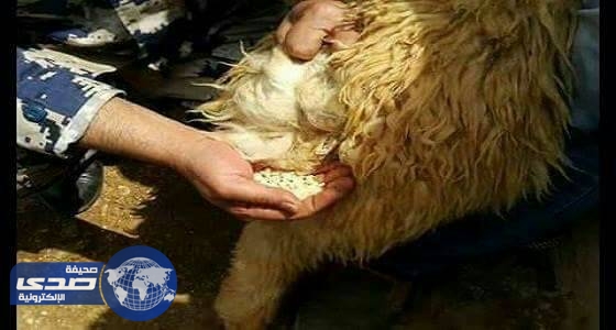 بالفيديو .. احباط تهريب كمية كبيرة من الحبوب المخدرة مخبأة داخل صوف الخراف