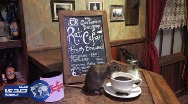 مطعم سياحي يقدم وجبات لزبائنه بصحبة الجرذان الحية