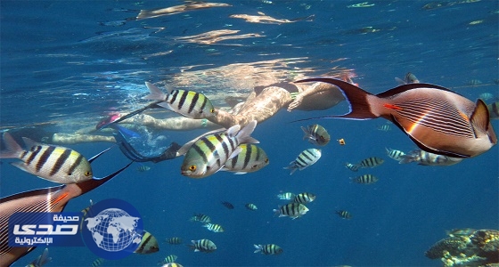 «البيئة»: الثروة السمكية على الشواطئ السعودية سليمة ولا توجد ملوثات