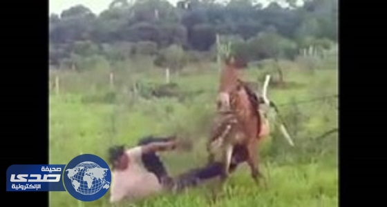 بالفيديو.. حصان ينتقم من رجل لتعديه عليه بالضرب المبرح