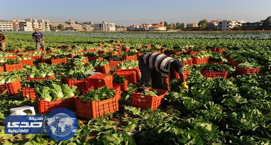 استيراد 500 ألف طن من المحاصيل الزراعية المصرية
