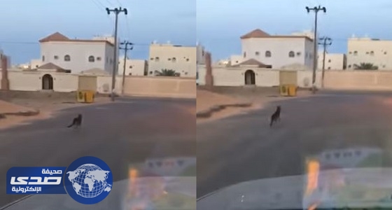 بالفيديو.. شابان يطاردان «ذئب» شارد بحي السلمانية بسكاكا
