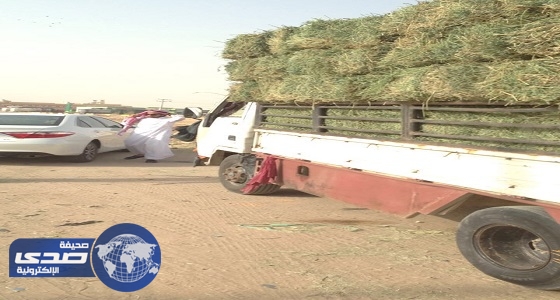 بالصور.. «أمانة الرياض» تزيل باعة الأعلاف وتصادر 41 رأسا من الأبل على طريق الجنادرية