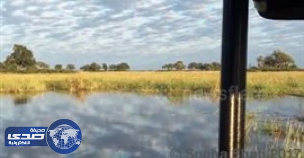 بالفيديو.. أسد ينقذ شقيقه من براثن تمساح ضخم