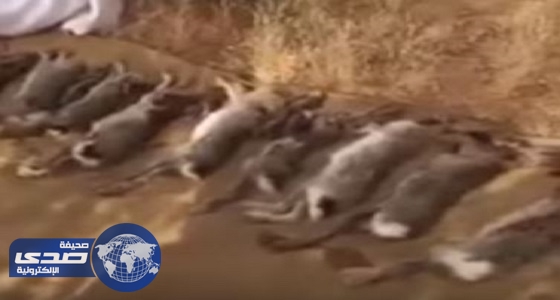 بالفيديو.. شخص يصطاد أرانب برية نادرة بصحراء المملكة