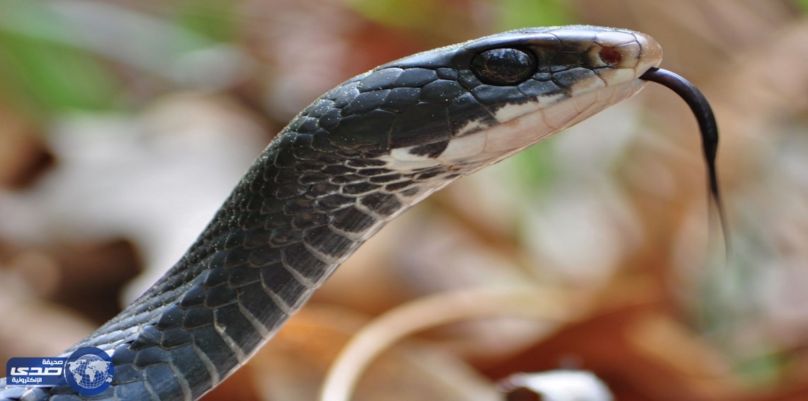 بالفيديو والصور.. ثعبان يقذف آخر حيًّا من فمه