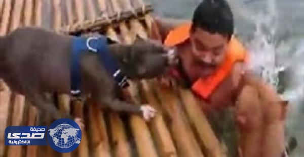 بالفيديو.. كلبان يٌساعدان صديقهما لإنقاذه من الغرق