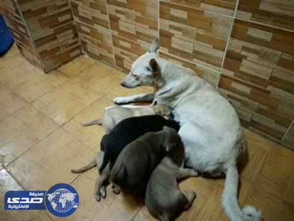 بالصور.. سكان عمارة يقتلون كلبة ترضع صغارها بمدخل البناء