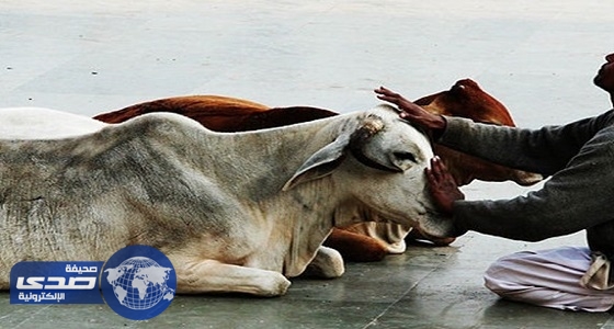 أغتصاب فتاة عقب قتل عمها وعمتها للشك في أكلهما لحوم البقر